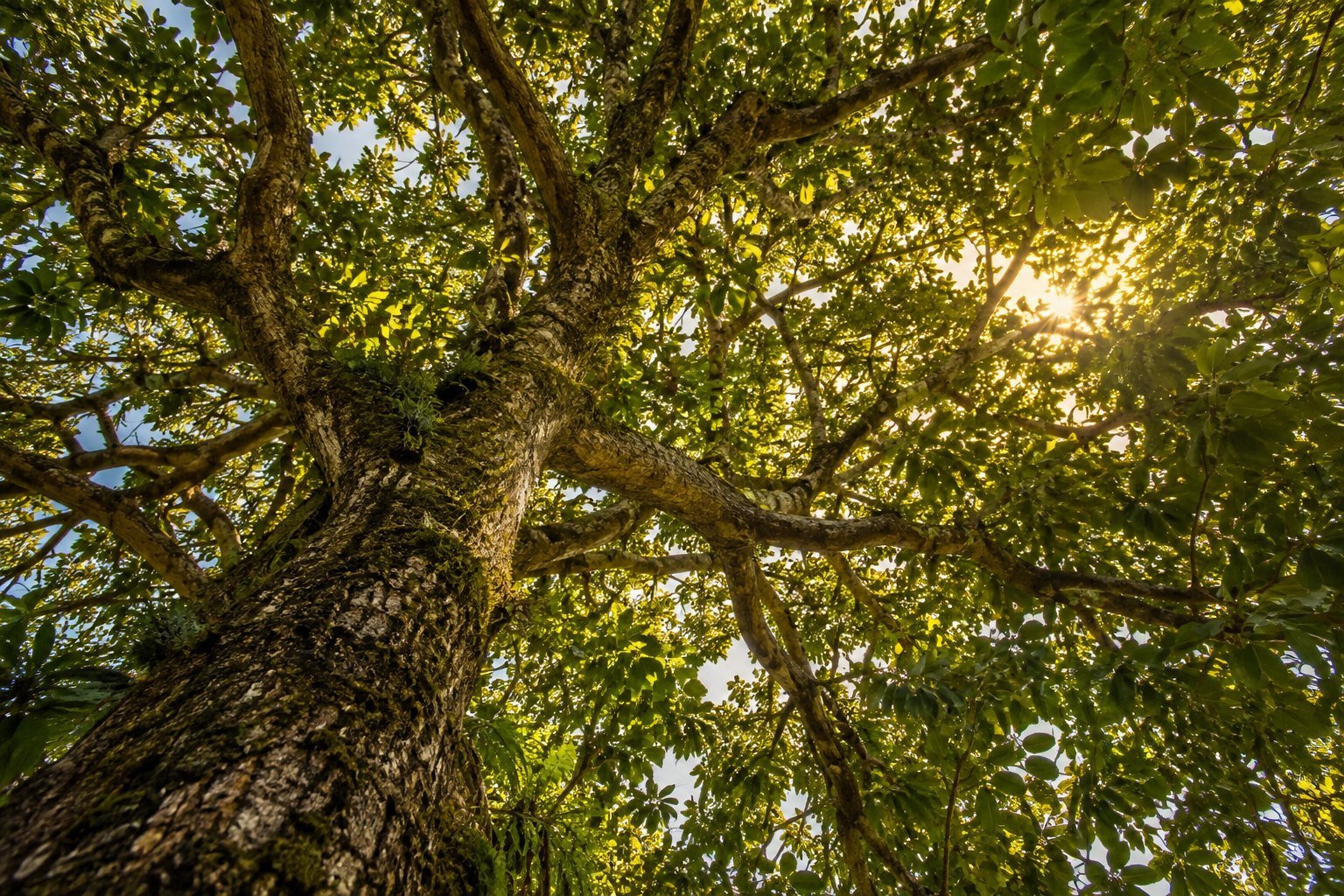 Luz da manhã entre folhas de uma árvore tropical — imagem ilustrativa gerada por IA